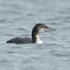 Great Northern Diver